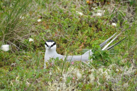Bird with black head and white body sitting on nest in the tundra