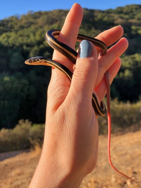 a black snake with yellow stripes is wrapped around a biologist's hand