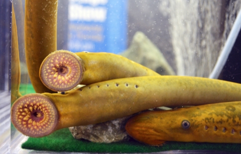 Adult sea lamprey (Petromyzon marinus).