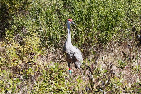 Adult Mississippi sandhill crane in the tall grass of the savanna