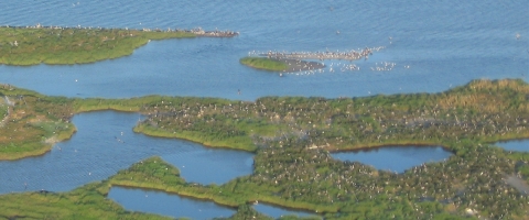 Aerial view of coastal barrier island with shrubby vegetation
