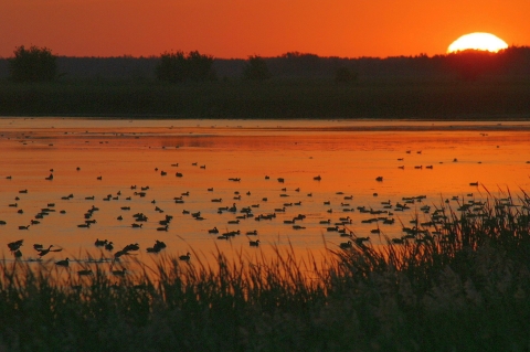 Birds roost on the water as the morning sun rises in an orange sky.
