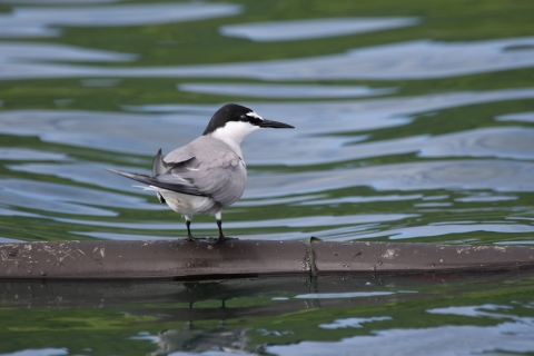 A black and white tern perched on a floating piece of kelp