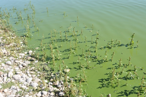 Water with a greenish tint along a rocky shore with some plants emerging from the water.
