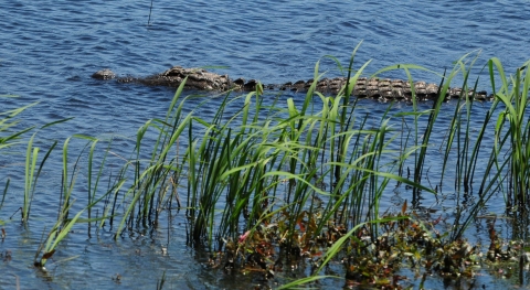 A large alligator swimming in blue water with green reeds in the foreground