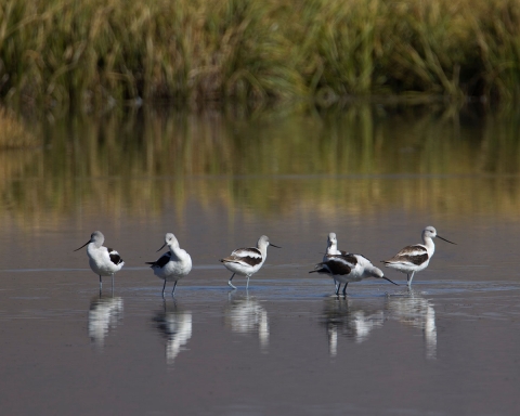 American avocets in non breeding plumage wading in shallow water
