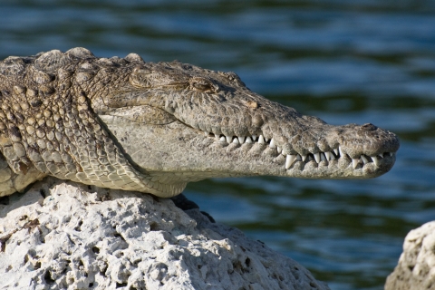 Snout of American crocodile with long rows of teeth