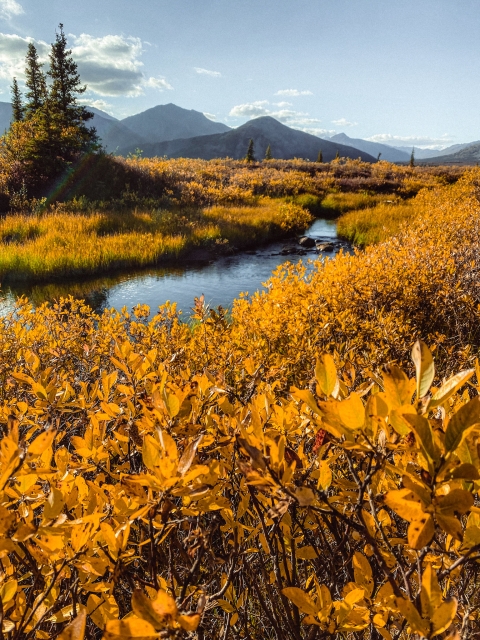a small stream curves through golden fall tundra foliage