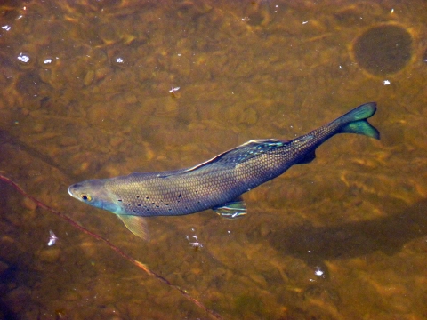 A silver and green arctic grayling swims in a clear creek