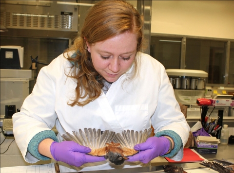 close-up shot of Forensic Ornithologist Ariel Gaffney examining on an American robin.
