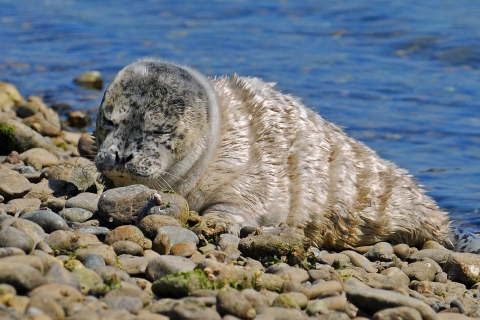 Adorable seal pup napping on a rocky beach