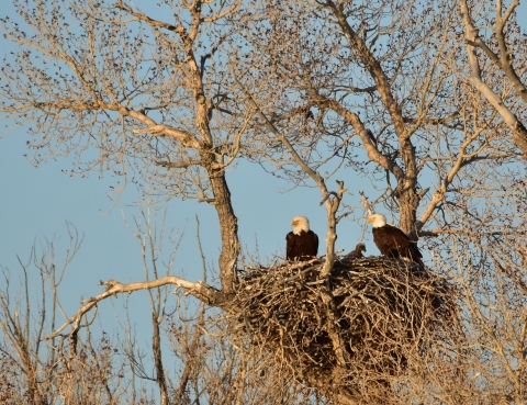 Two birds with white heads and brown bodies sit atop a large nest of sticks.