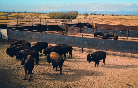 a herd of bison in a corral. Behind them sits the Rocky Mountains mountain range