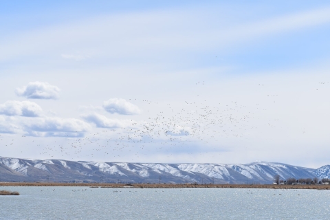 Scenic vista of Bear Lake National Wildlife Refuge, snowy hills, and hundreds of waterfowl flying