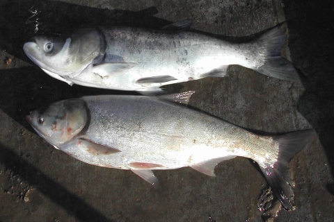 Bighead carp and silver carp photographed together with the bighead above the silver carp 