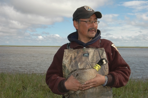 A Yup'ik man holds a collared goose.
