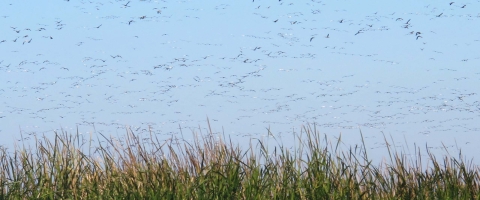 Great number of birds flying over marsh