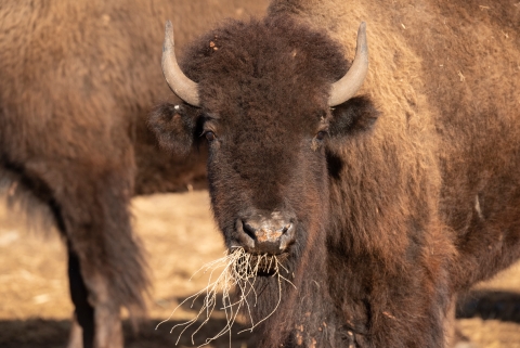 A juvenile bison eats while looking into the camera