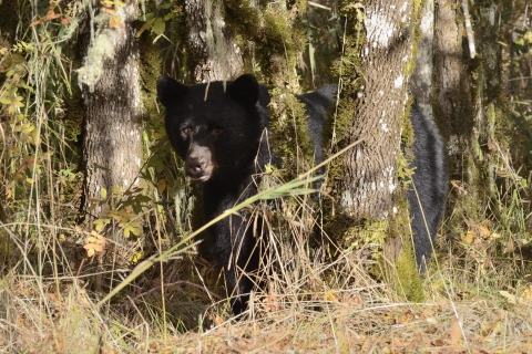 A black bears peers out from a grove of Oregon white oak trees