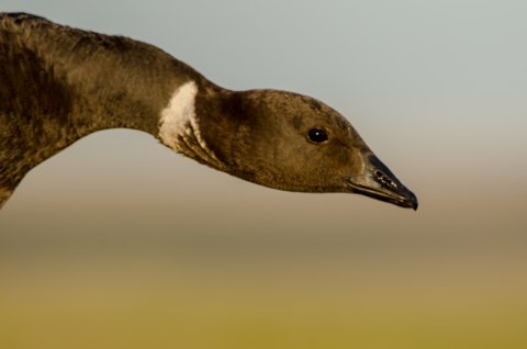 Head shot of goose with black head and beak and white ring of feathers around neck