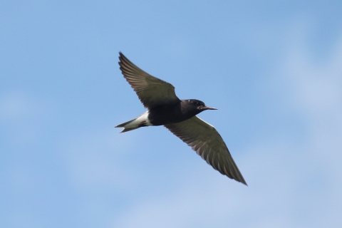 Flying black tern