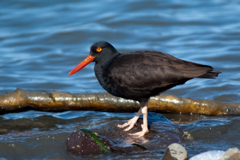 A black oystercatcher searches the shoreline for a meal