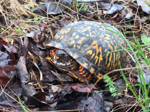 A Box turtle hiding in the leaves. The shell of the turtle is dark stone with splashes of yellow. 