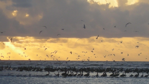 Many pelicans standing on beach with waves coming in in background