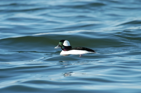 Male bufflehead
