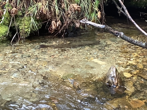 Bull trout spawning in a small creek