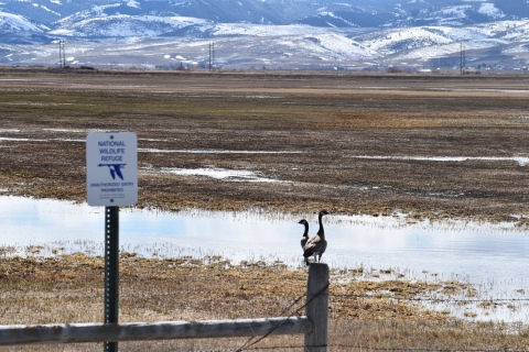 Canada geese pair standing in flooded fields, with snowy hills in the background and a USFWS National Wildlife Refuge sign in the foreground.