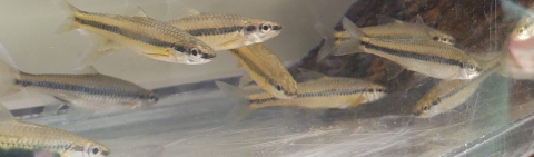 Several Cape Fear Shiner Adults