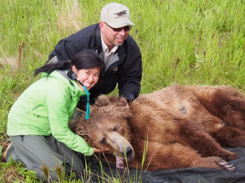 A woman puts a GPS collar around a tranquillized bear at Kodiak Refuge, while a pilot watches beside her.