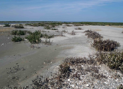 sandy beach with shells and scattered vegetation