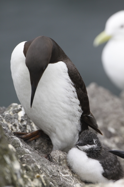 Common Murre and it's chick
