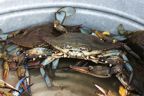 Crabs caught and kept in a water tub