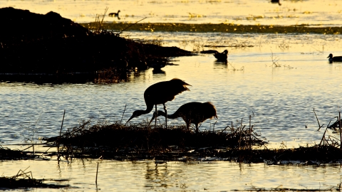 Cranes in marsh at Modoc NWR.