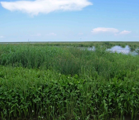 Wetland vegetation with small area of open water