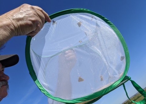 An Ecological Services biologist holds up and views into a soft-sided container full of Dakota skippers