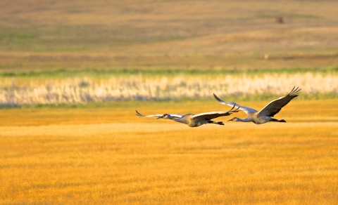 Sandhill cranes fly at Modoc NWR