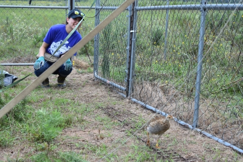 A volunteer crouches as she watches a prairie-chicken walk beside a metal pen.