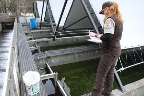 A Pacific Region Fish Health Program Veterinarian Inspects Coho Salmon Willard National Fish Hatchery 