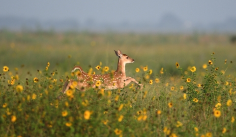A deer fawn prances through a field of sunflowers.