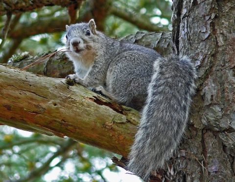 Squirrel sitting in tree