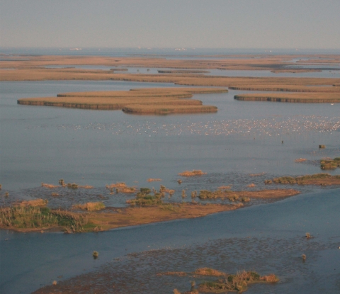 Aerial view of marsh and open water with flocks of birds in air over water