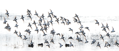 Shorebirds fly over Pintail Marsh at Ankeny Refuge