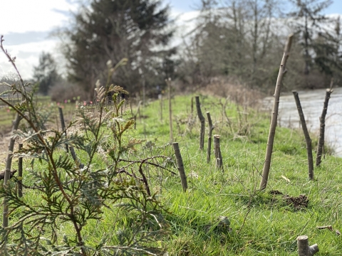 A close up image of willow stakes and cedar trees planted along Drift Creek