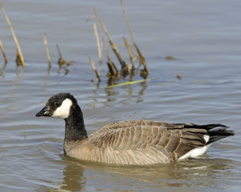 Goose with black head and neck, white cheek patch and brown body 