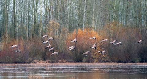 Dusky canada geese in flight