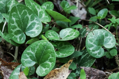 Several heart-shaped leaves, each dark green with a light green pattern, growing just above the ground 